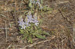 Skyblue lupine